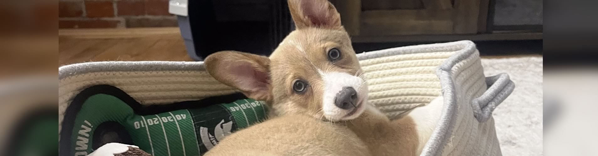 Corgi Puppies For Sale