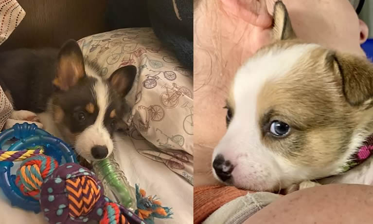 Corgi Puppies For Sale in Michigan