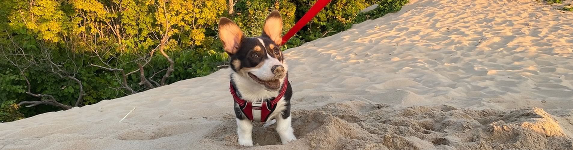 Corgi Puppies For Sale