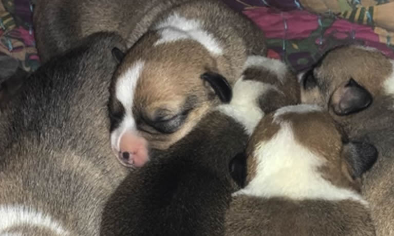 Corgi Puppies For Sale in Michigan